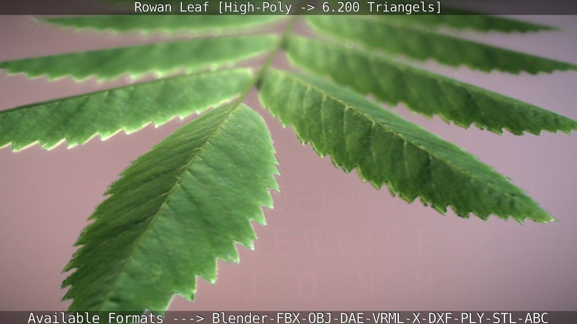 Rowan Berries Leaf High Poly 3D model_67