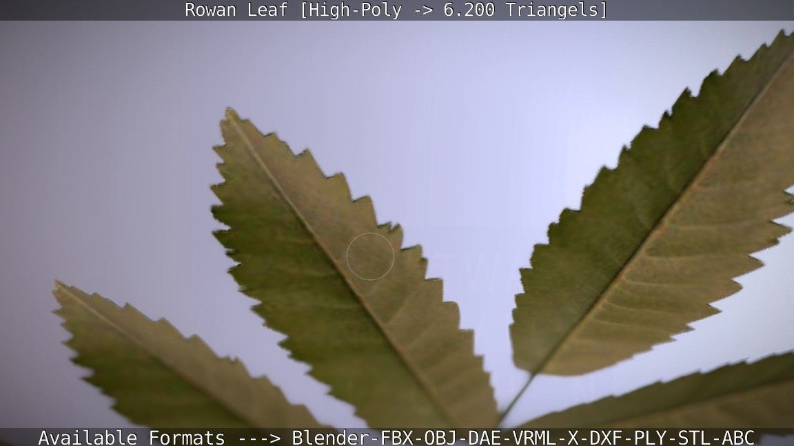 Rowan Berries Leaf High Poly 3D model_34