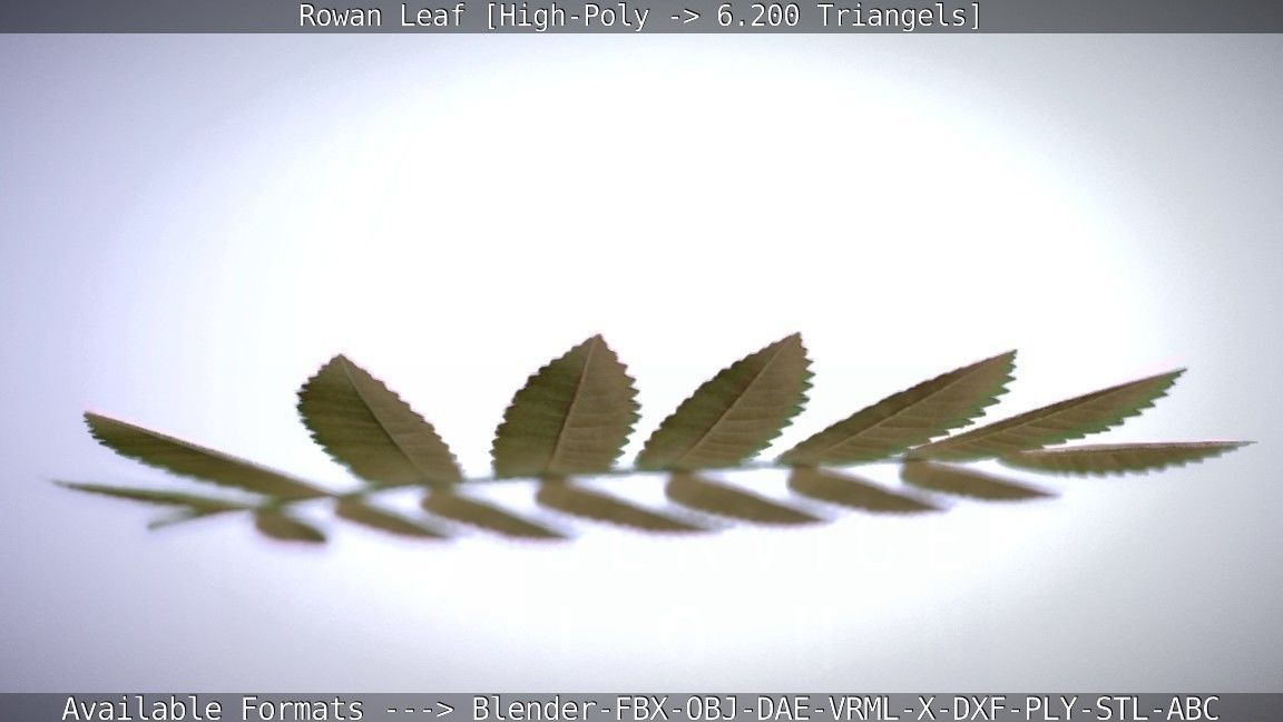 Rowan Berries Leaf High Poly 3D model_20
