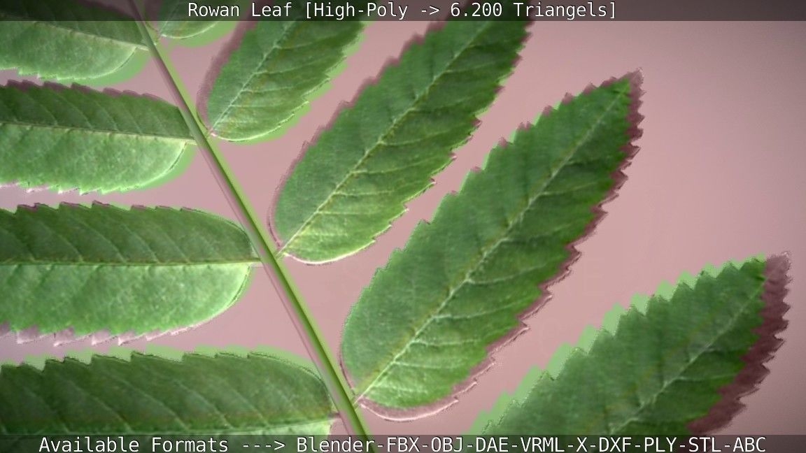 Rowan Berries Leaf High Poly 3D model_43