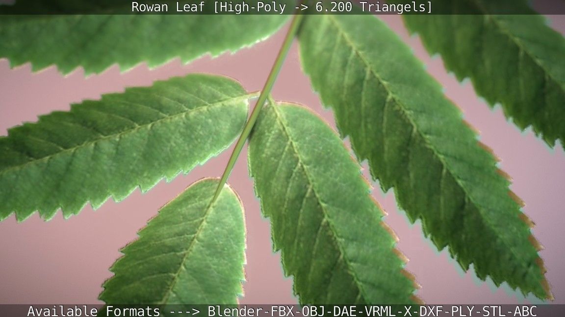 Rowan Berries Leaf High Poly 3D model_71