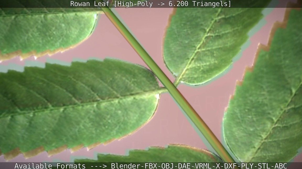 Rowan Berries Leaf High Poly 3D model_18