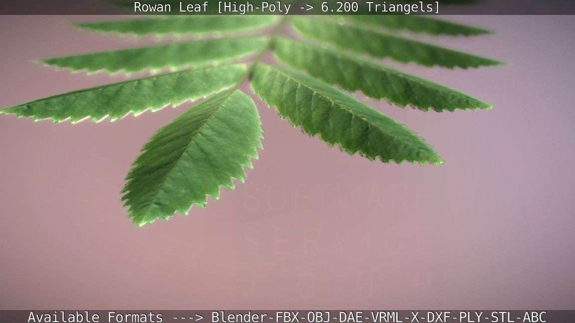 Rowan Berries Leaf High Poly 3D model_65