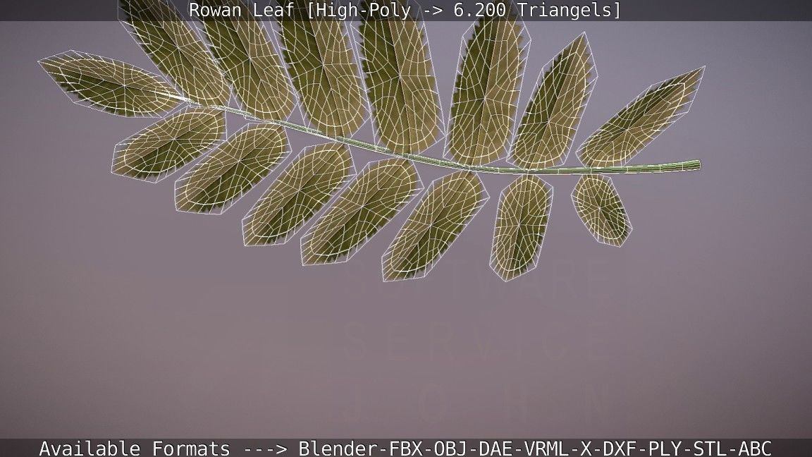 Rowan Berries Leaf High Poly 3D model_105