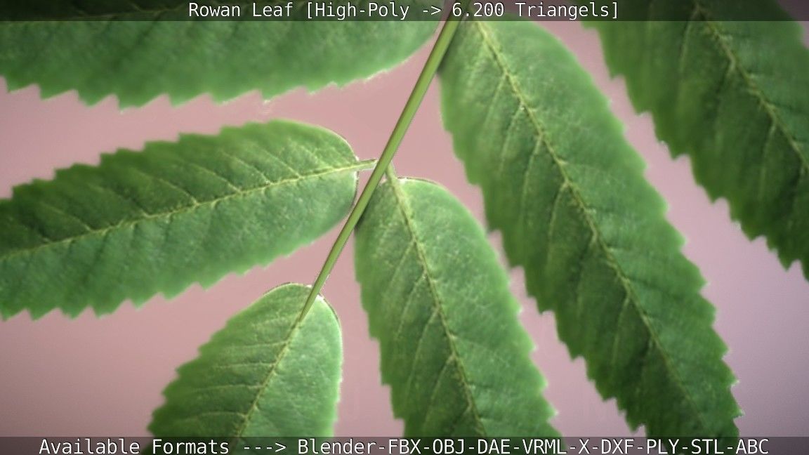 Rowan Berries Leaf High Poly 3D model_8