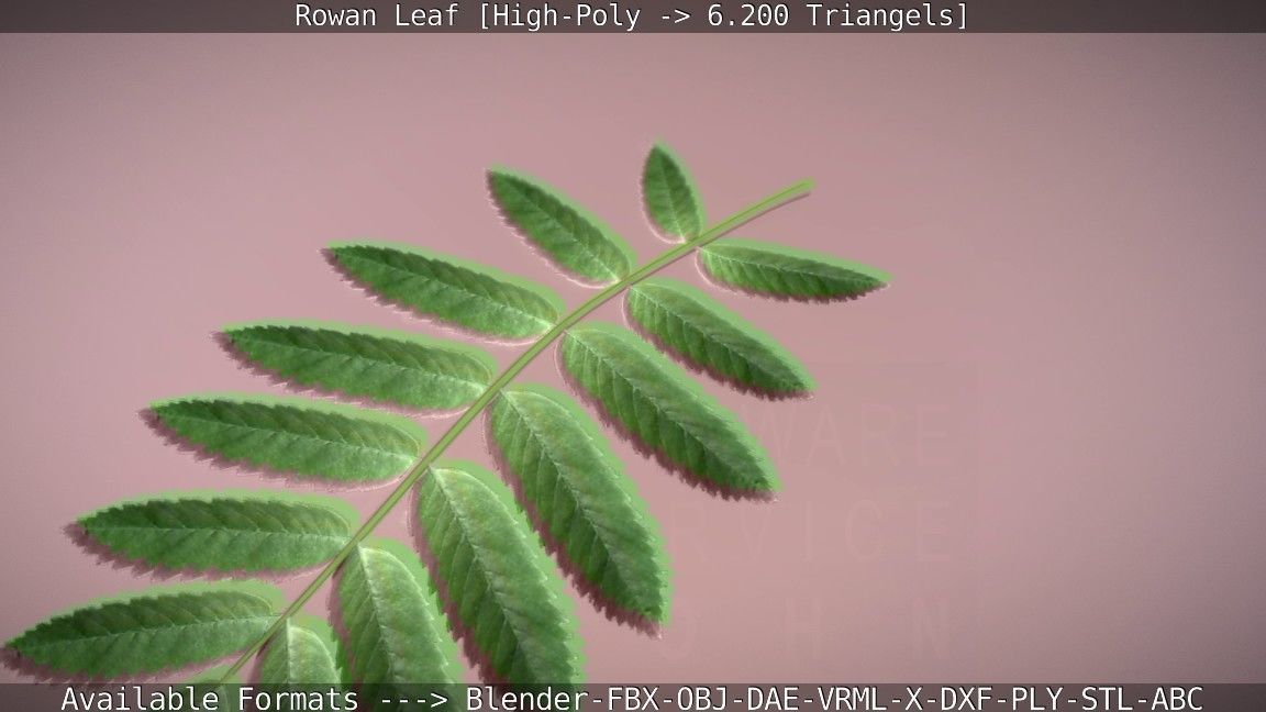 Rowan Berries Leaf High Poly 3D model_70