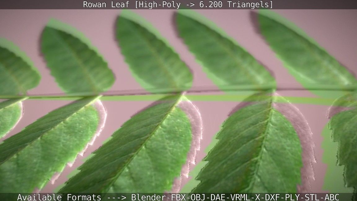 Rowan Berries Leaf High Poly 3D model_49