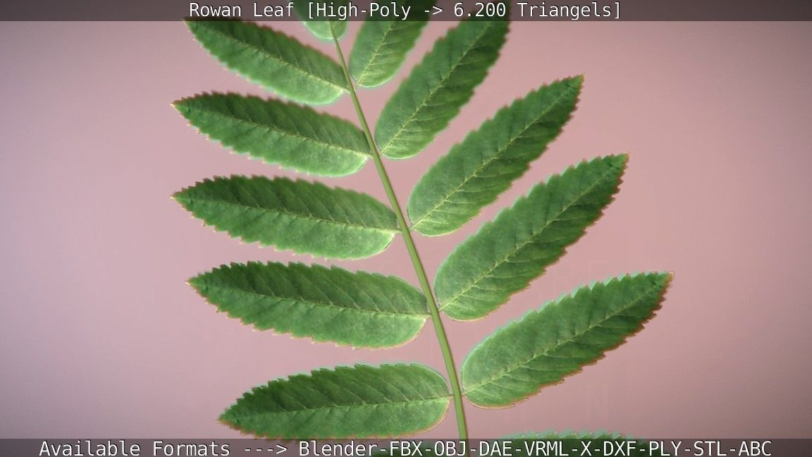 Rowan Berries Leaf High Poly 3D model_78