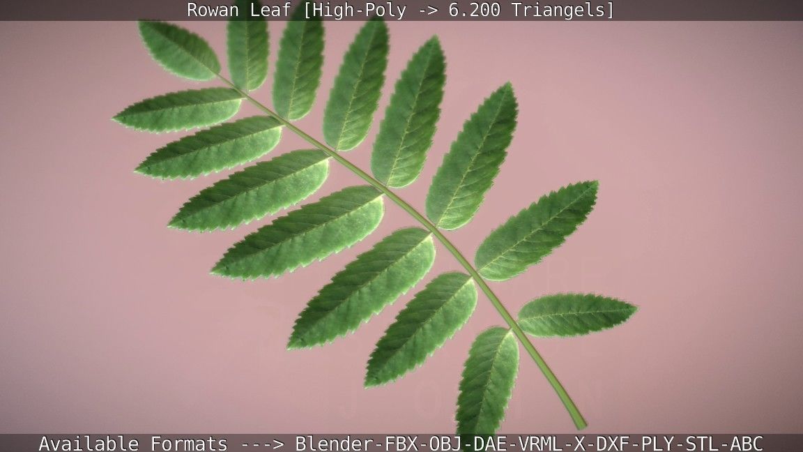 Rowan Berries Leaf High Poly 3D model_87