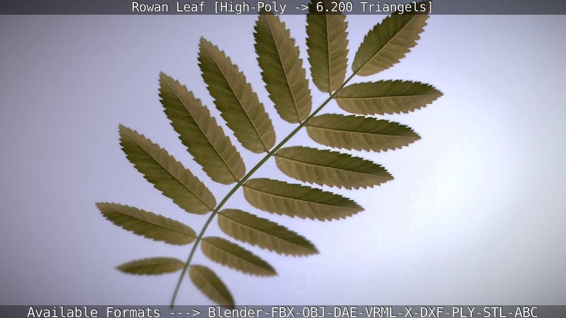 Rowan Berries Leaf High Poly 3D model_28
