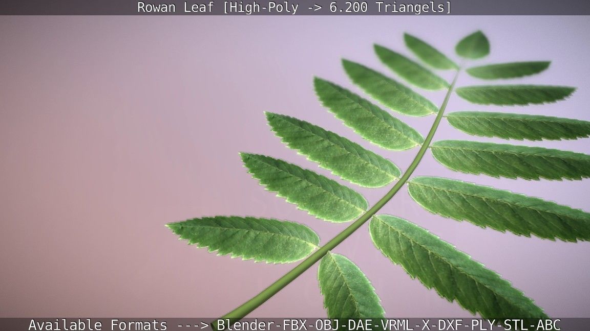 Rowan Berries Leaf High Poly 3D model_6