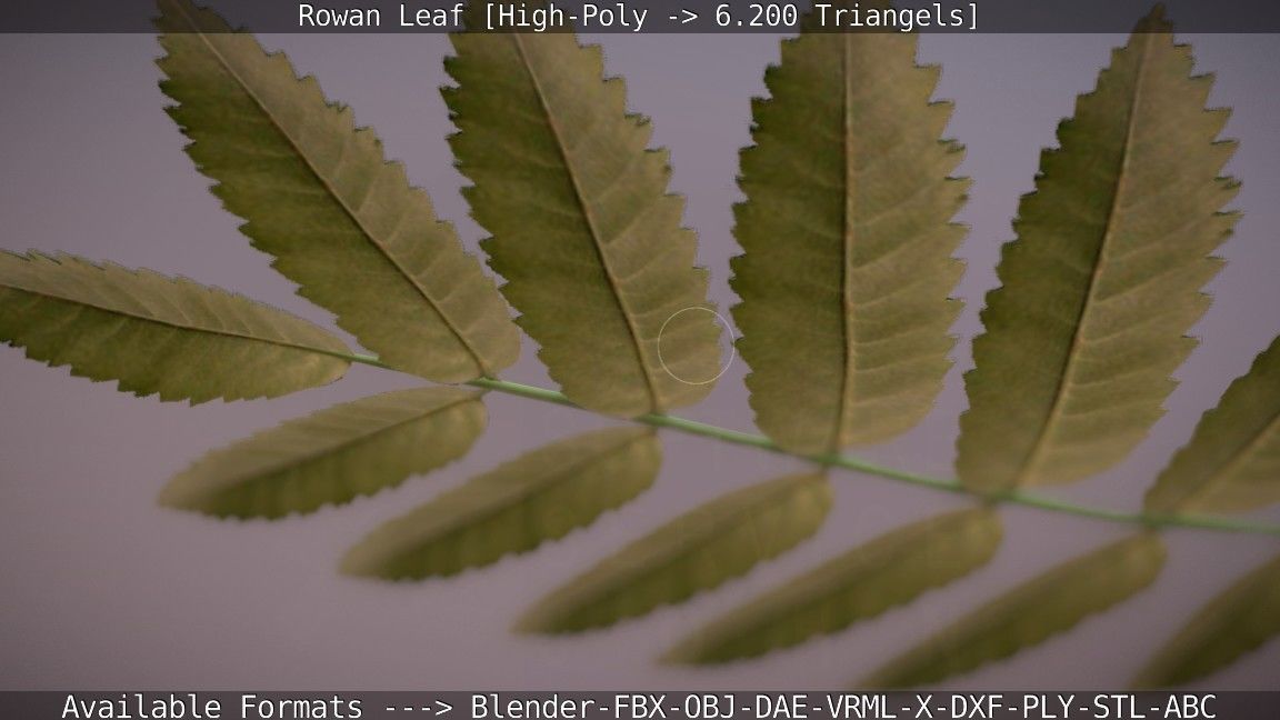 Rowan Berries Leaf High Poly 3D model_53