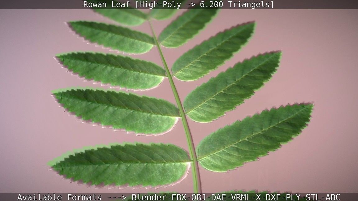 Rowan Berries Leaf High Poly 3D model_45