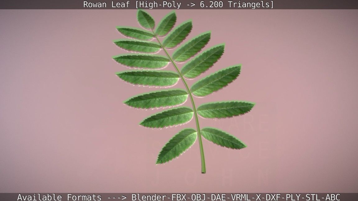 Rowan Berries Leaf High Poly 3D model_77