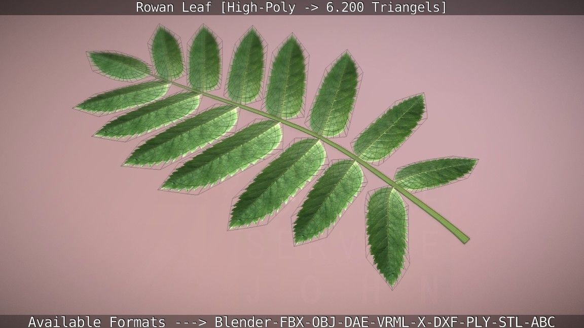 Rowan Berries Leaf High Poly 3D model_97