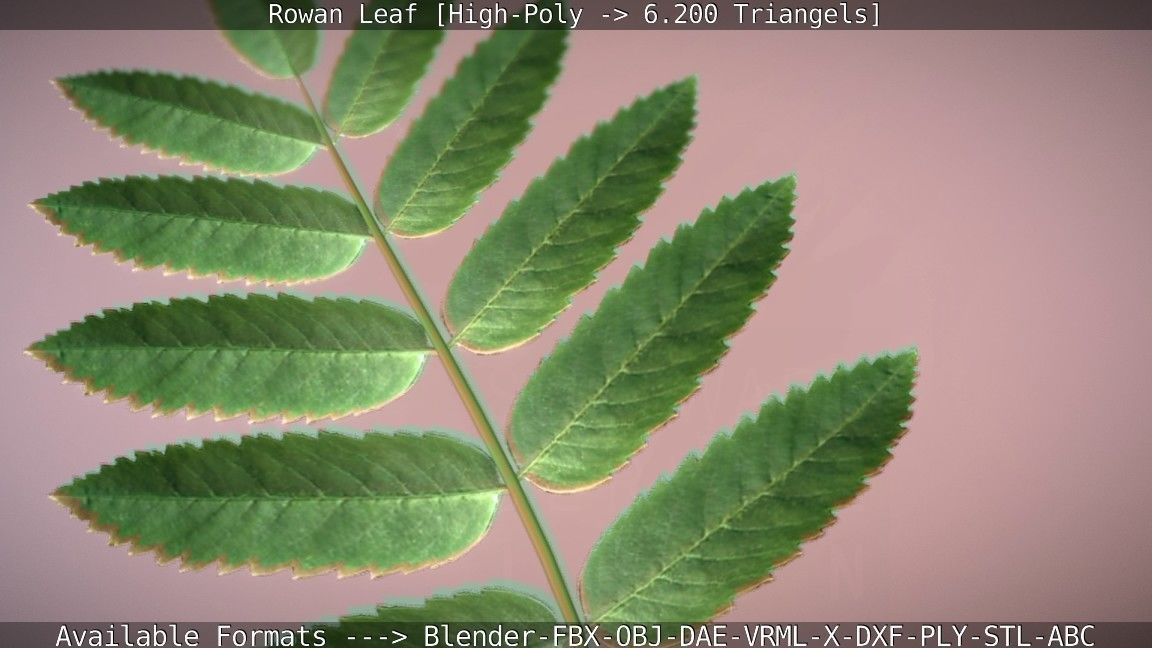 Rowan Berries Leaf High Poly 3D model_42
