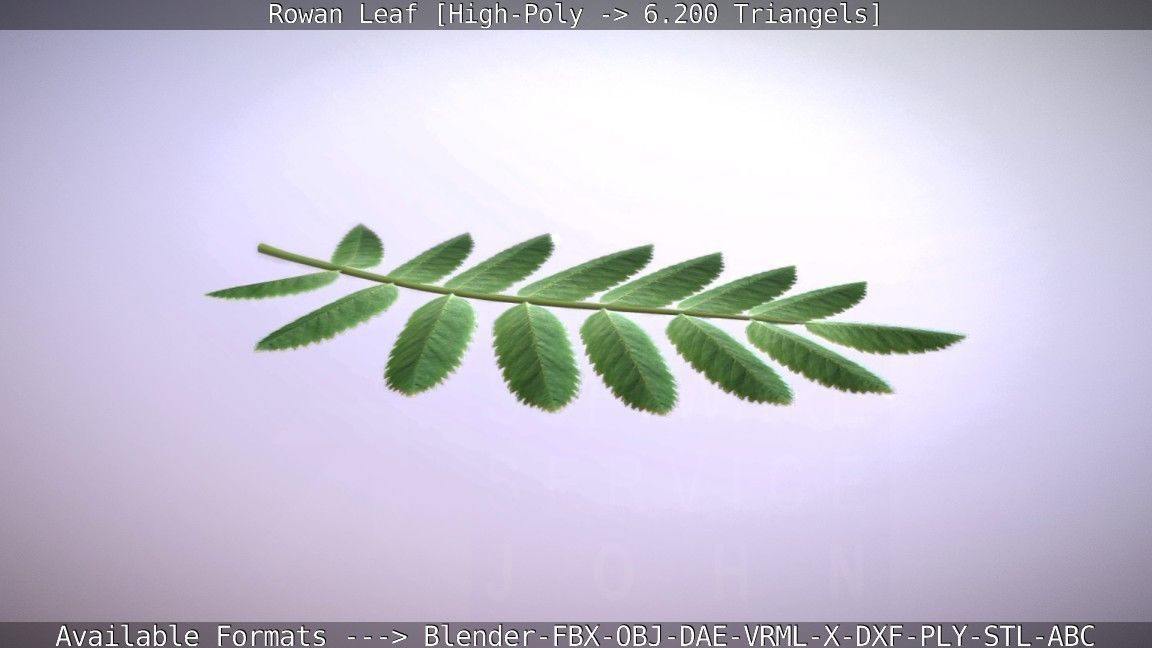 Rowan Berries Leaf High Poly 3D model_16