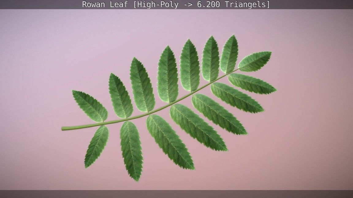 Rowan Berries Leaf High Poly 3D model_13