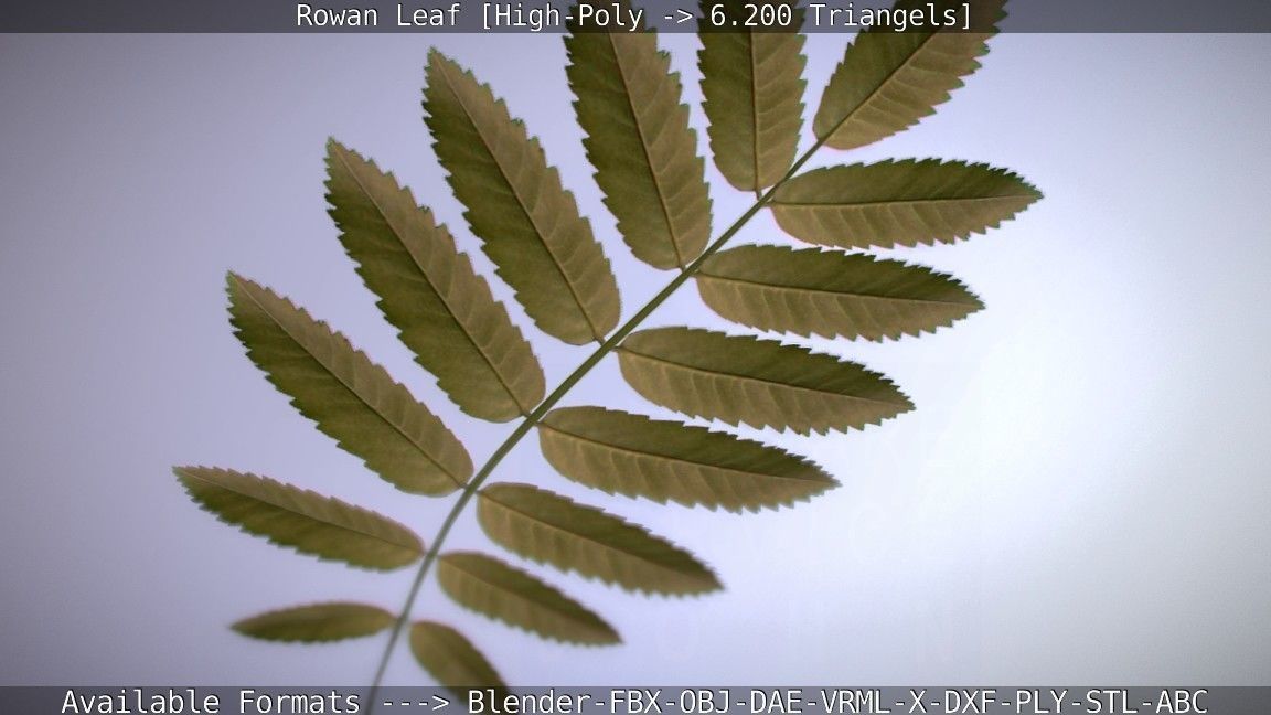 Rowan Berries Leaf High Poly 3D model_24