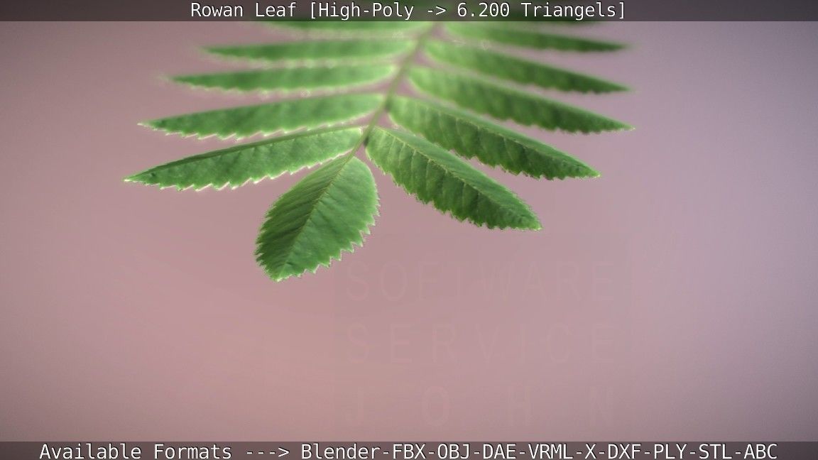 Rowan Berries Leaf High Poly 3D model_63
