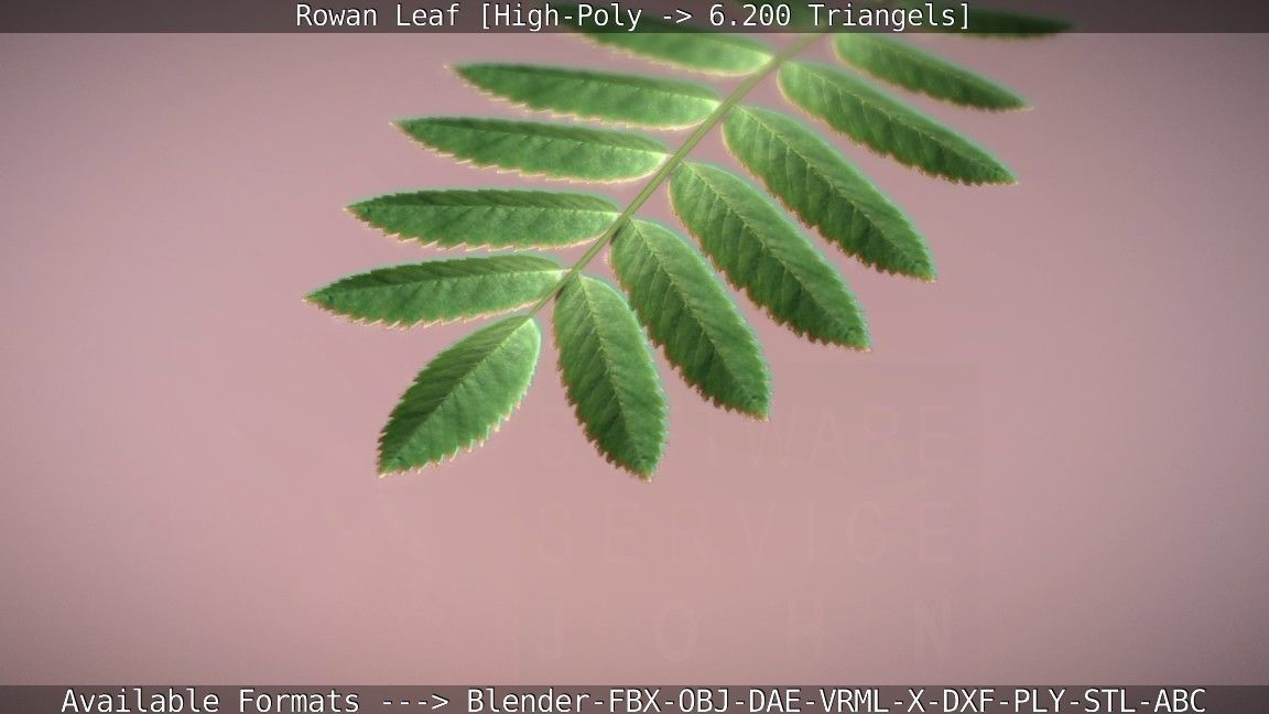 Rowan Berries Leaf High Poly 3D model_60