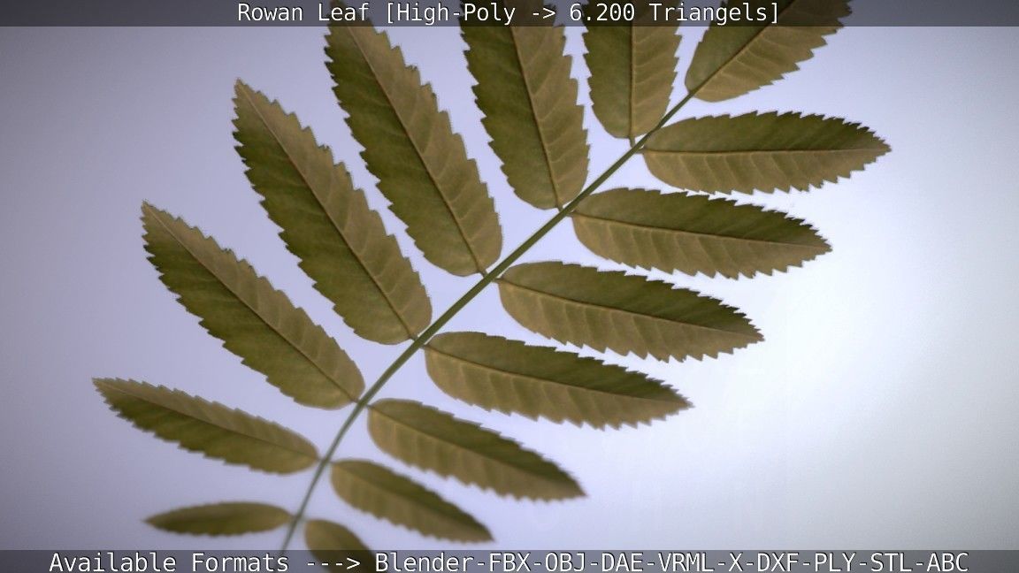 Rowan Berries Leaf High Poly 3D model_23