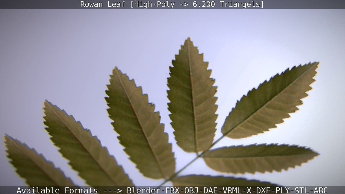 Rowan Berries Leaf High Poly 3D model_30