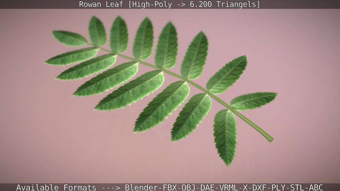 Rowan Berries Leaf High Poly 3D model_95