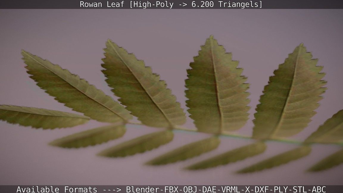 Rowan Berries Leaf High Poly 3D model_40