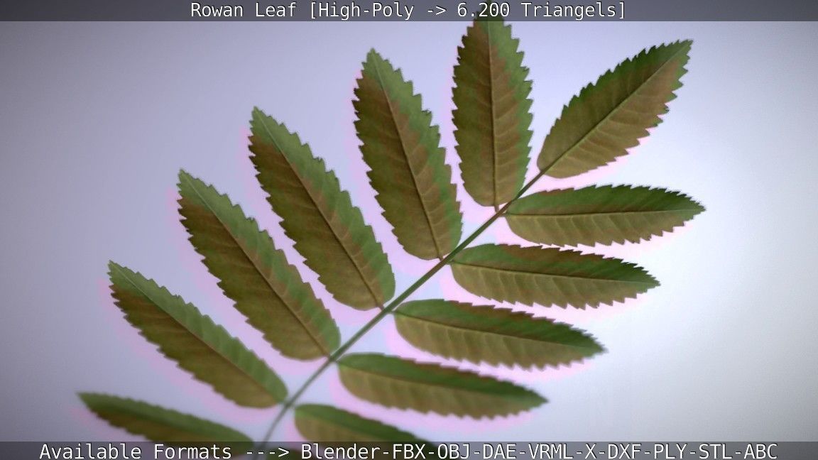 Rowan Berries Leaf High Poly 3D model_35