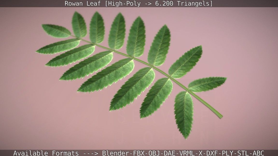 Rowan Berries Leaf High Poly 3D model_98