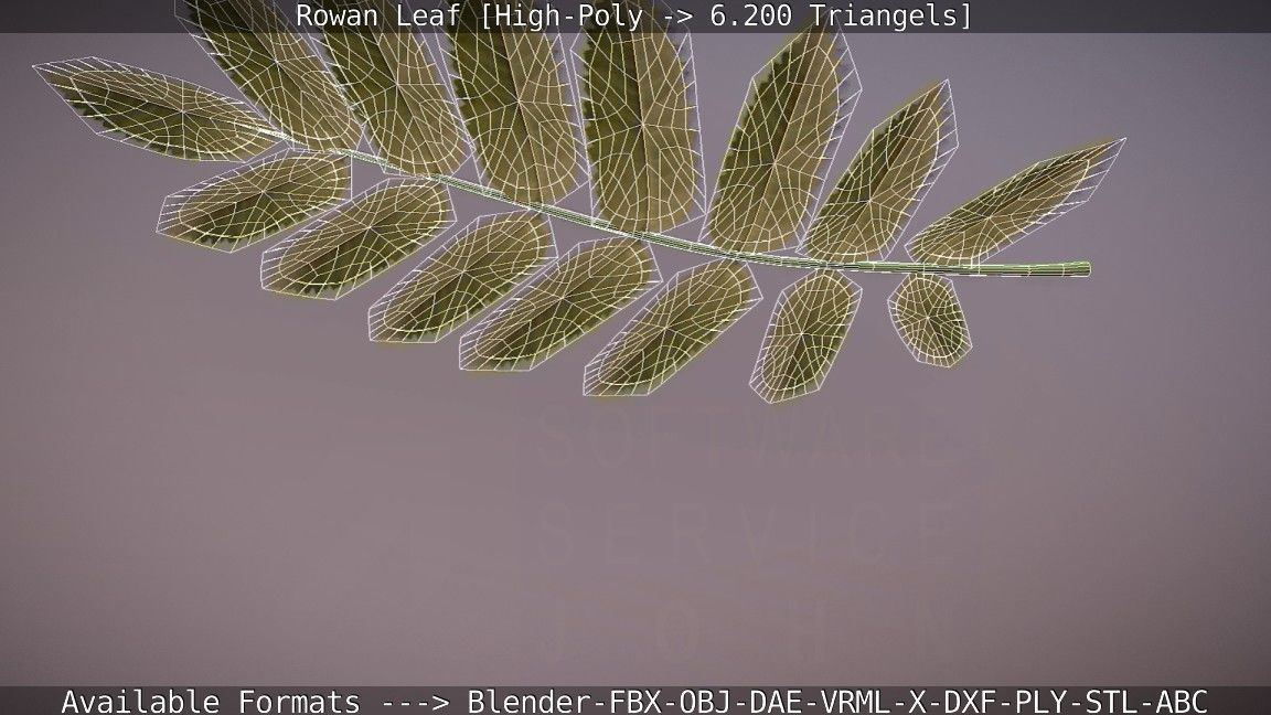 Rowan Berries Leaf High Poly 3D model_106