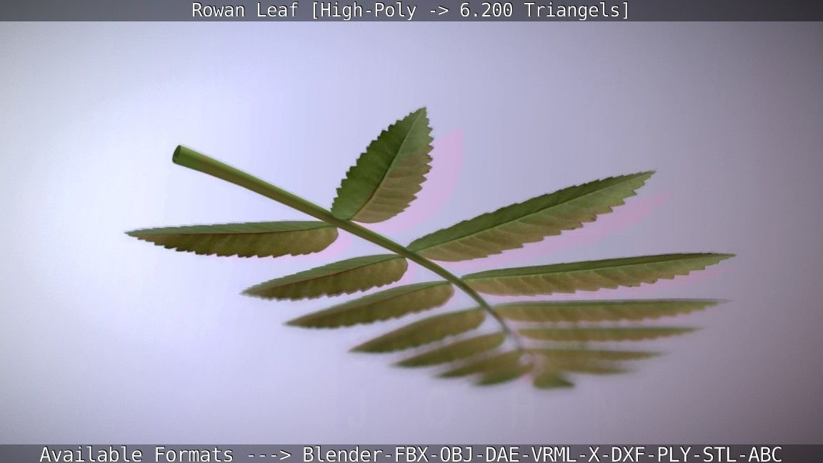 Rowan Berries Leaf High Poly 3D model_57