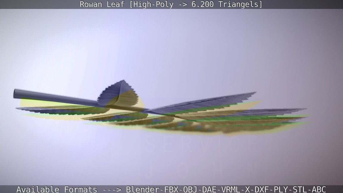 Rowan Berries Leaf High Poly 3D model_51