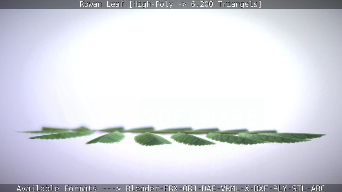 Rowan Berries Leaf High Poly 3D model_19