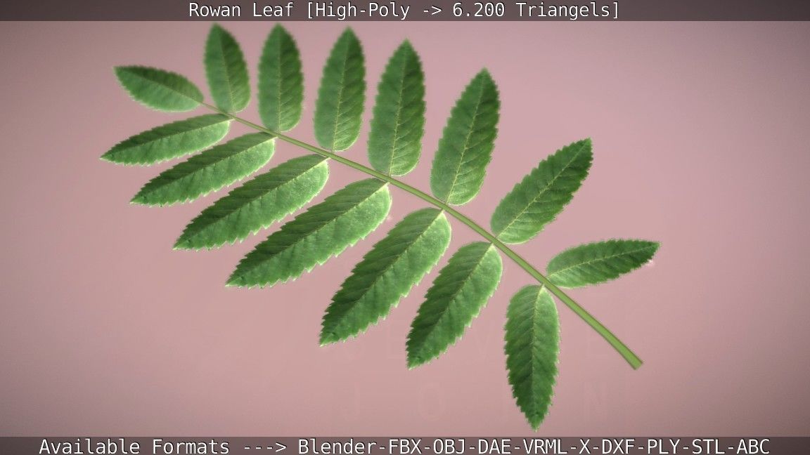 Rowan Berries Leaf High Poly 3D model_84