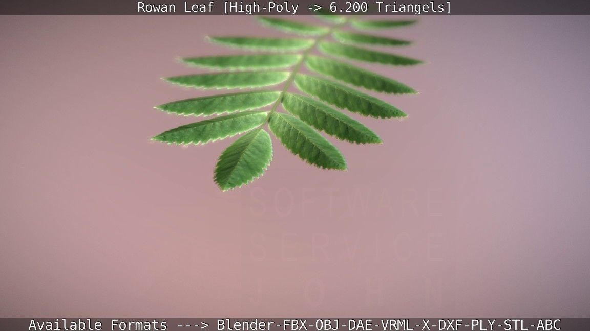 Rowan Berries Leaf High Poly 3D model_62