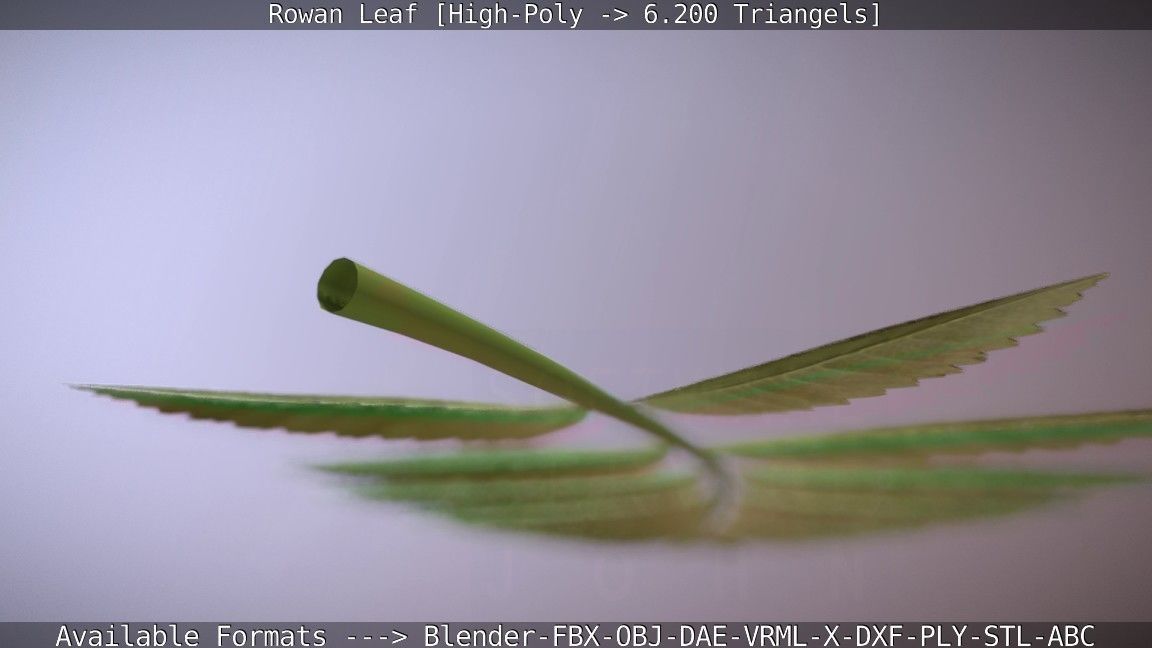 Rowan Berries Leaf High Poly 3D model_54