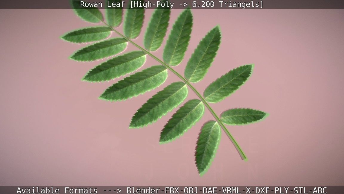 Rowan Berries Leaf High Poly 3D model_80