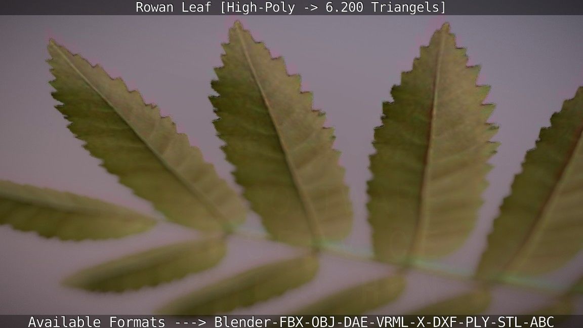 Rowan Berries Leaf High Poly 3D model_37