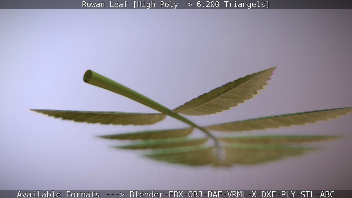 Rowan Berries Leaf High Poly 3D model_56