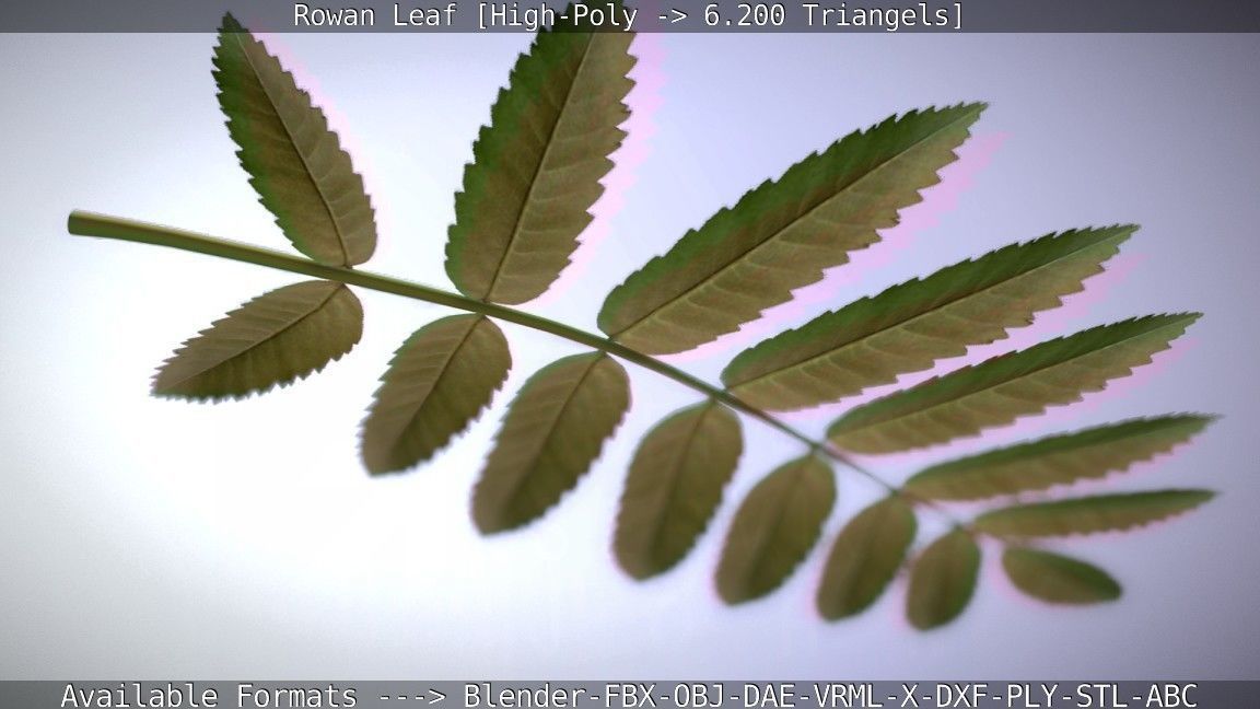 Rowan Berries Leaf High Poly 3D model_64
