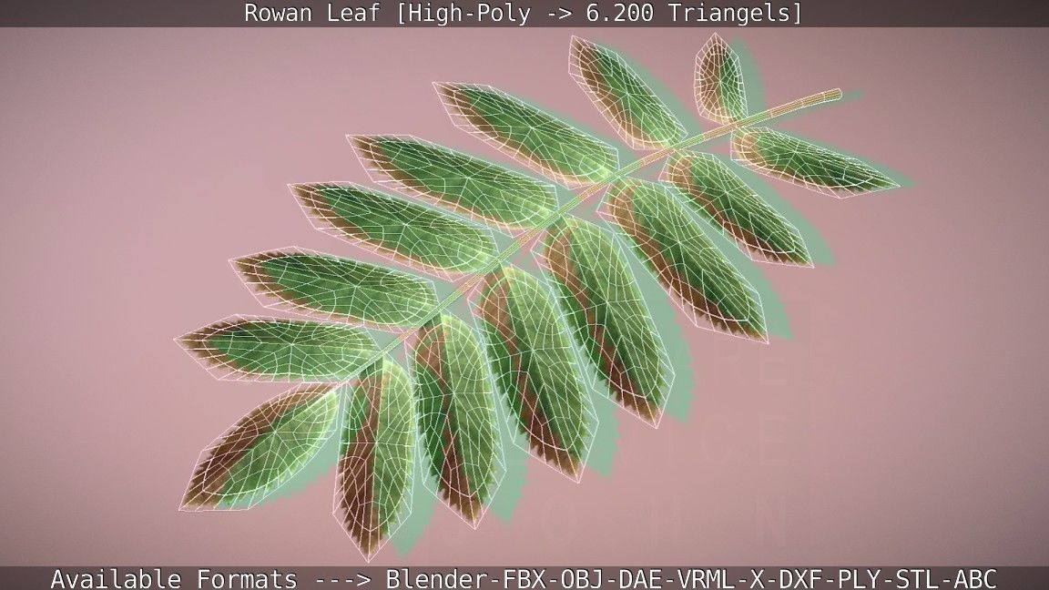 Rowan Berries Leaf High Poly 3D model_3