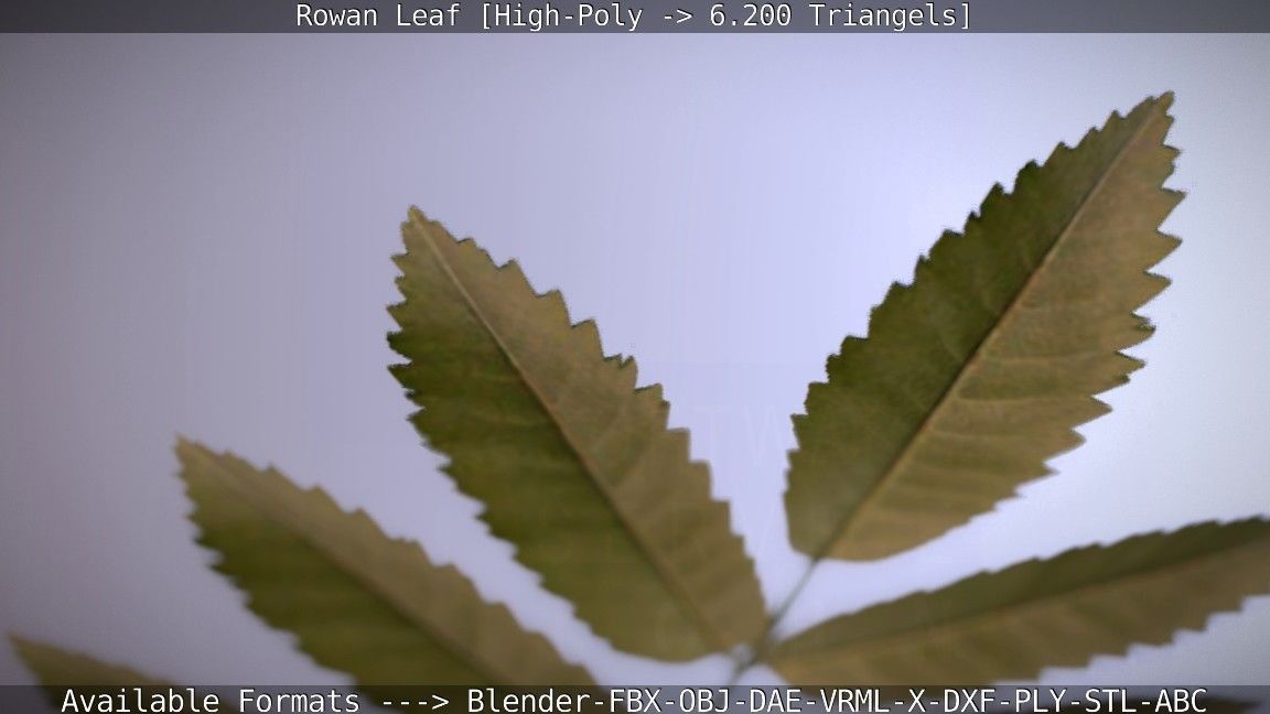 Rowan Berries Leaf High Poly 3D model_1