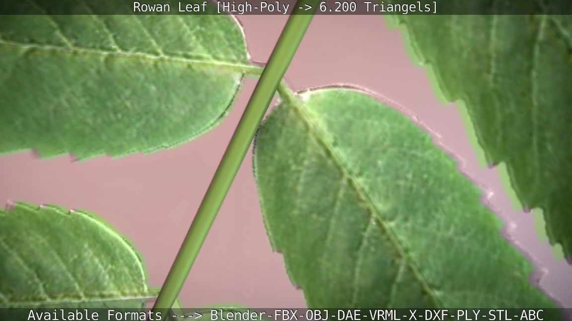 Rowan Berries Leaf High Poly 3D model_74