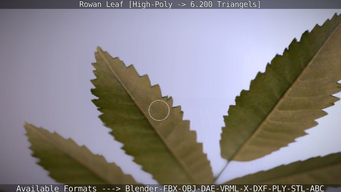 Rowan Berries Leaf High Poly 3D model_33