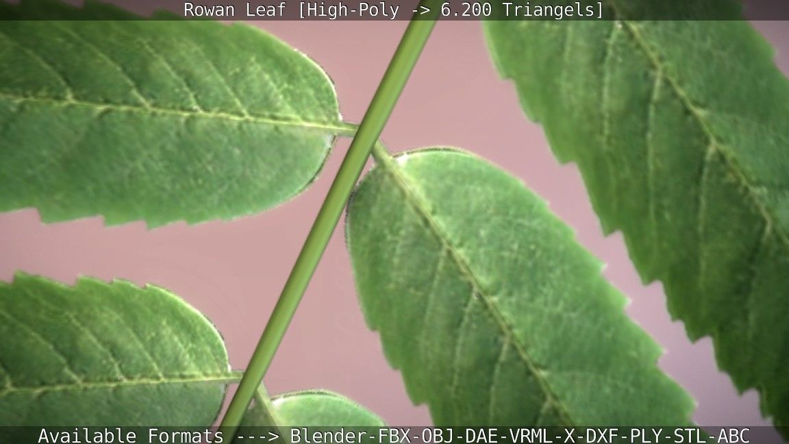 Rowan Berries Leaf High Poly 3D model_75