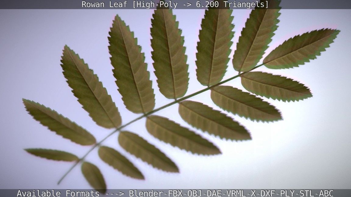 Rowan Berries Leaf High Poly 3D model_25