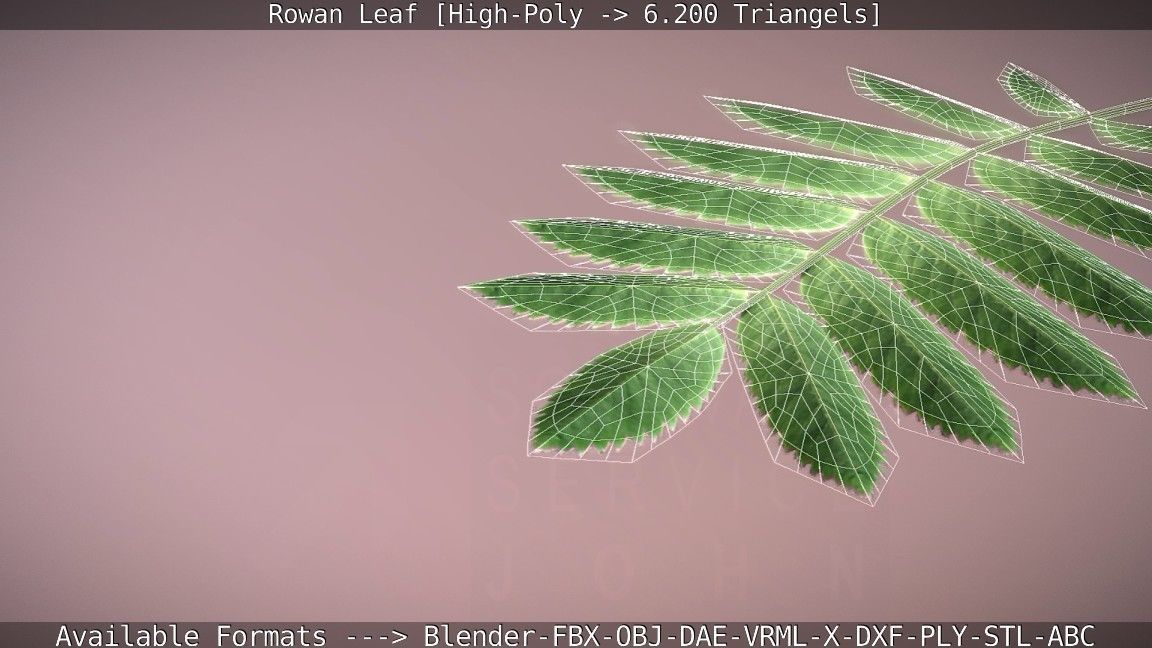 Rowan Berries Leaf High Poly 3D model_99