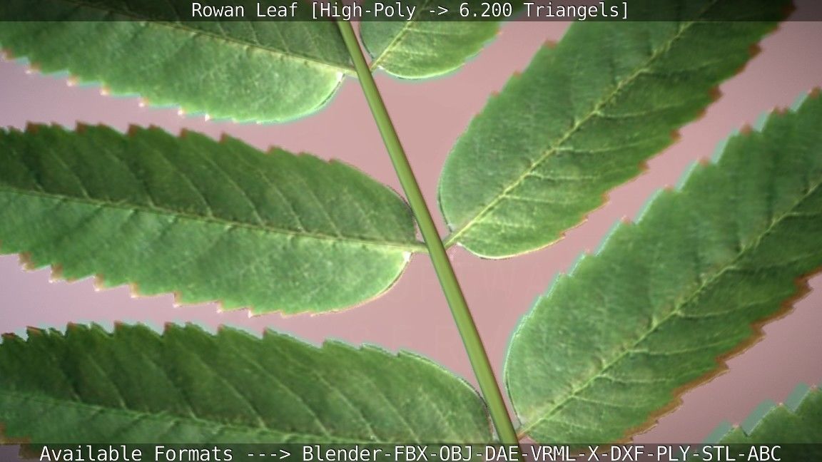 Rowan Berries Leaf High Poly 3D model_76